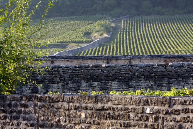 Parcelle entourée de murets de pierre ou meurgers ©BIVB / JL Bernuy Parcelle entourée de murets de pierre ou meurgers ©BIVB / JL Bernuy
