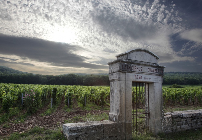 Paysage de la Cote de Nuits parcelle de Latricieres-Chambertin ©BIVB/JL Bernuy